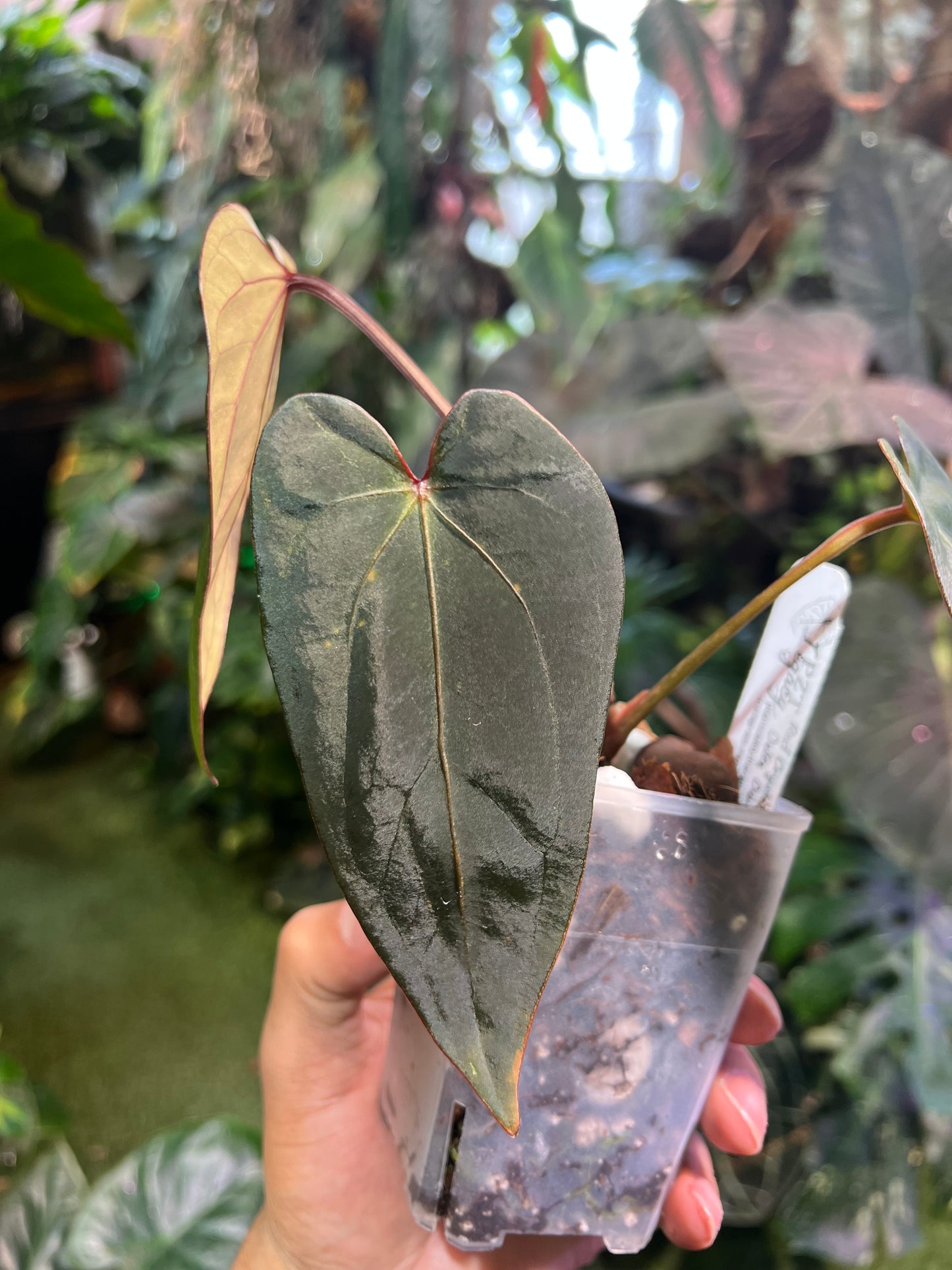 Anthurium Red Crystallinum (NSE) x RG Dress x Delta Dawn x Self