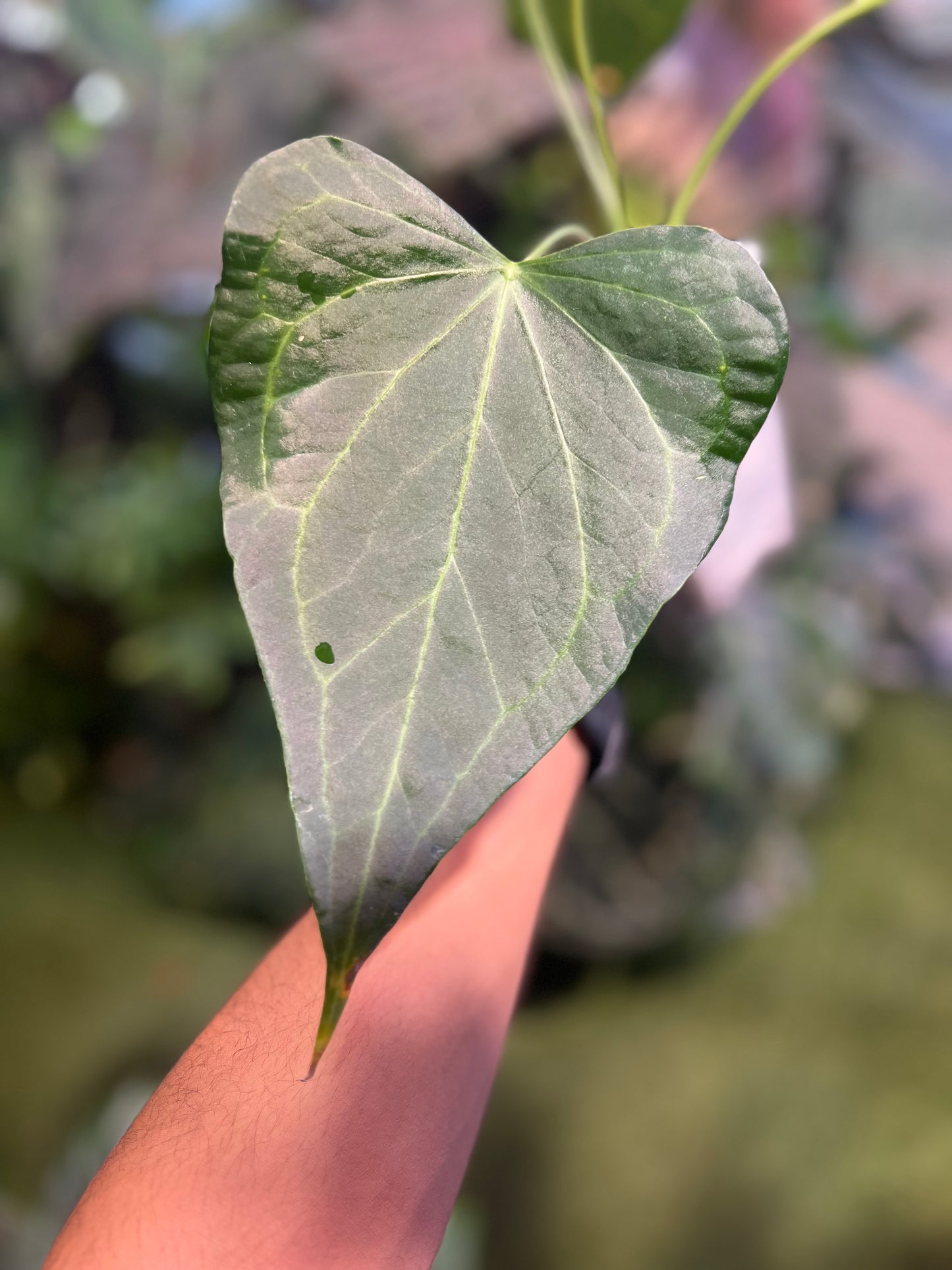 Anthurium Delta Force