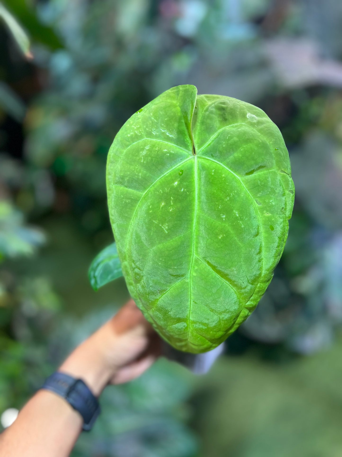 Anthurium Forgetii x Pap