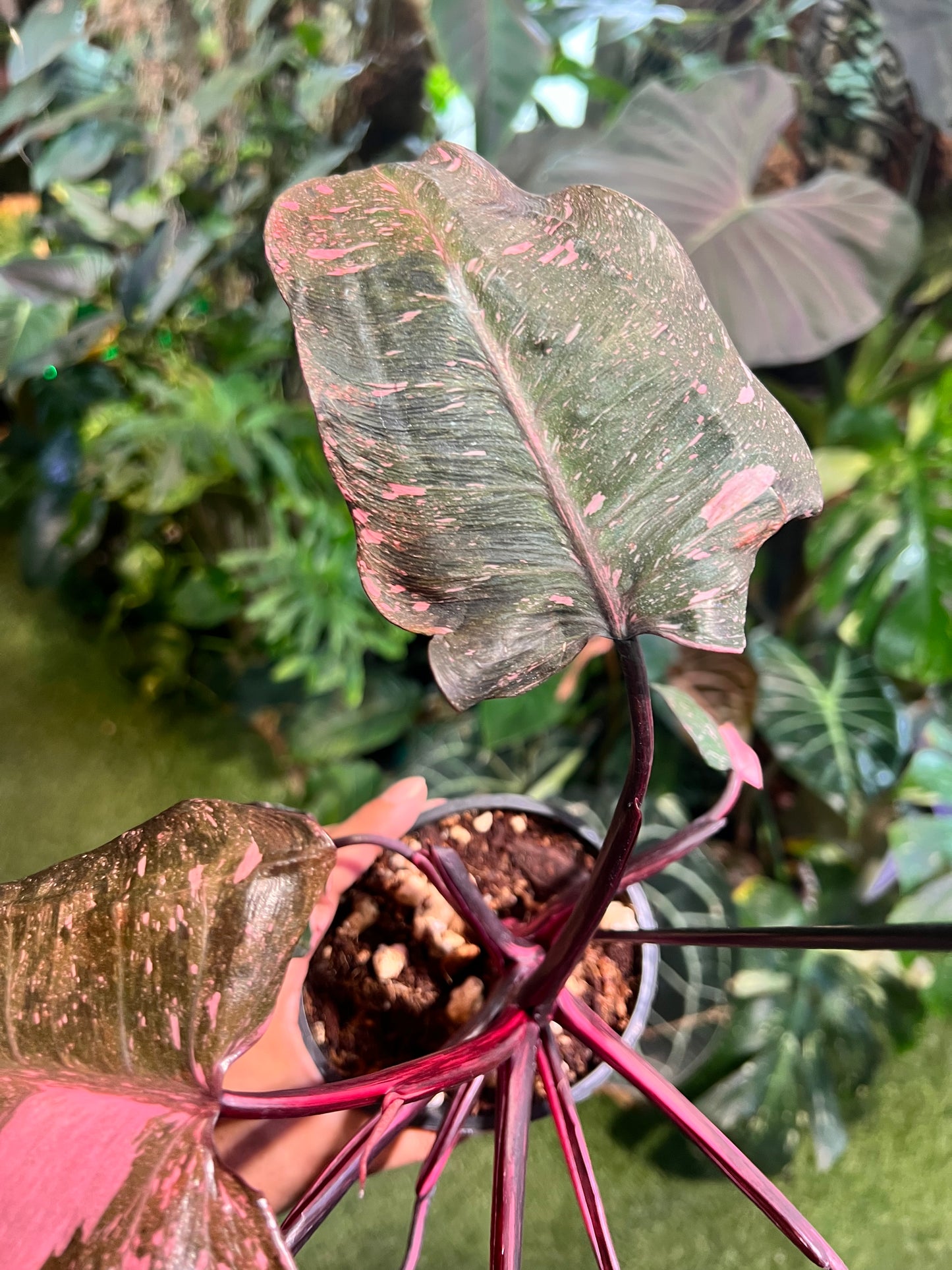 Philodendron Pink Princess Galaxy