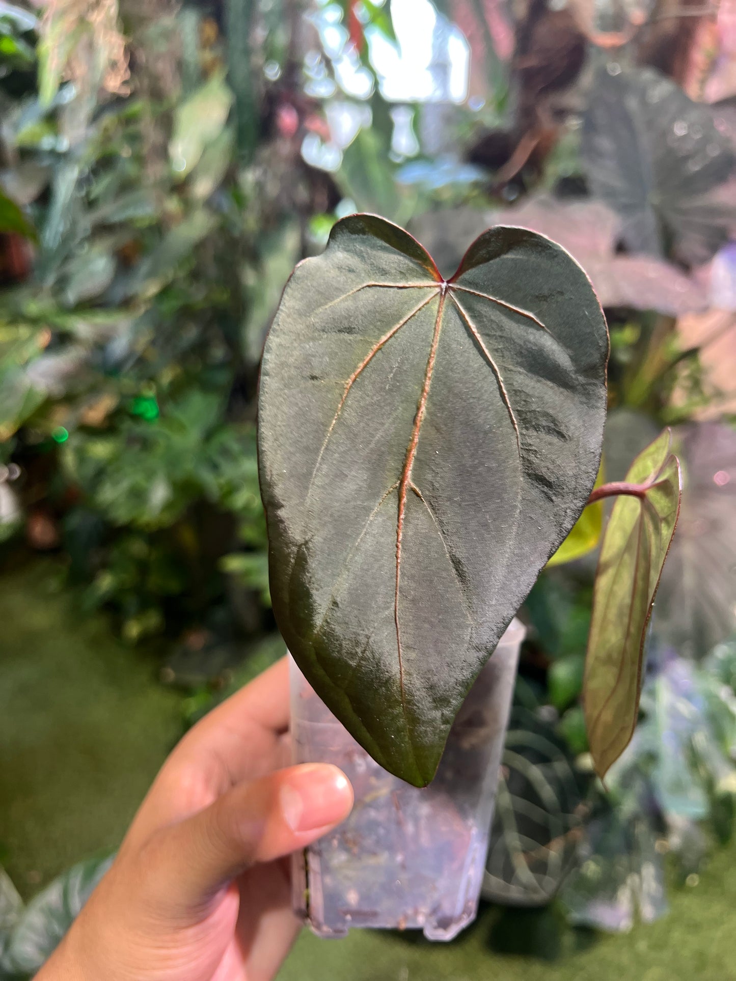 Anthurium Red Crystallinum (NSE) x RG Dress x Delta Dawn x Self