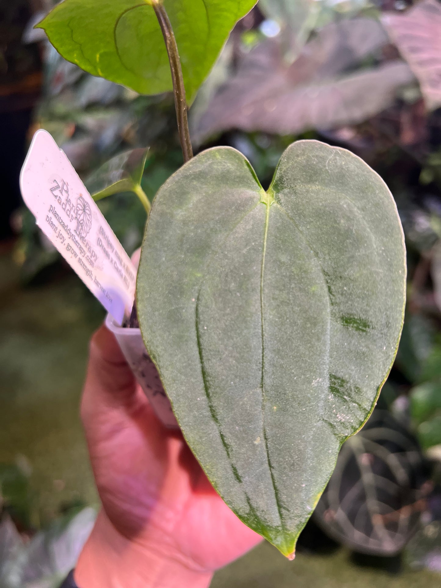 Anthurium (Stripey Mag x BVEP) x (Dress x Carla RL)