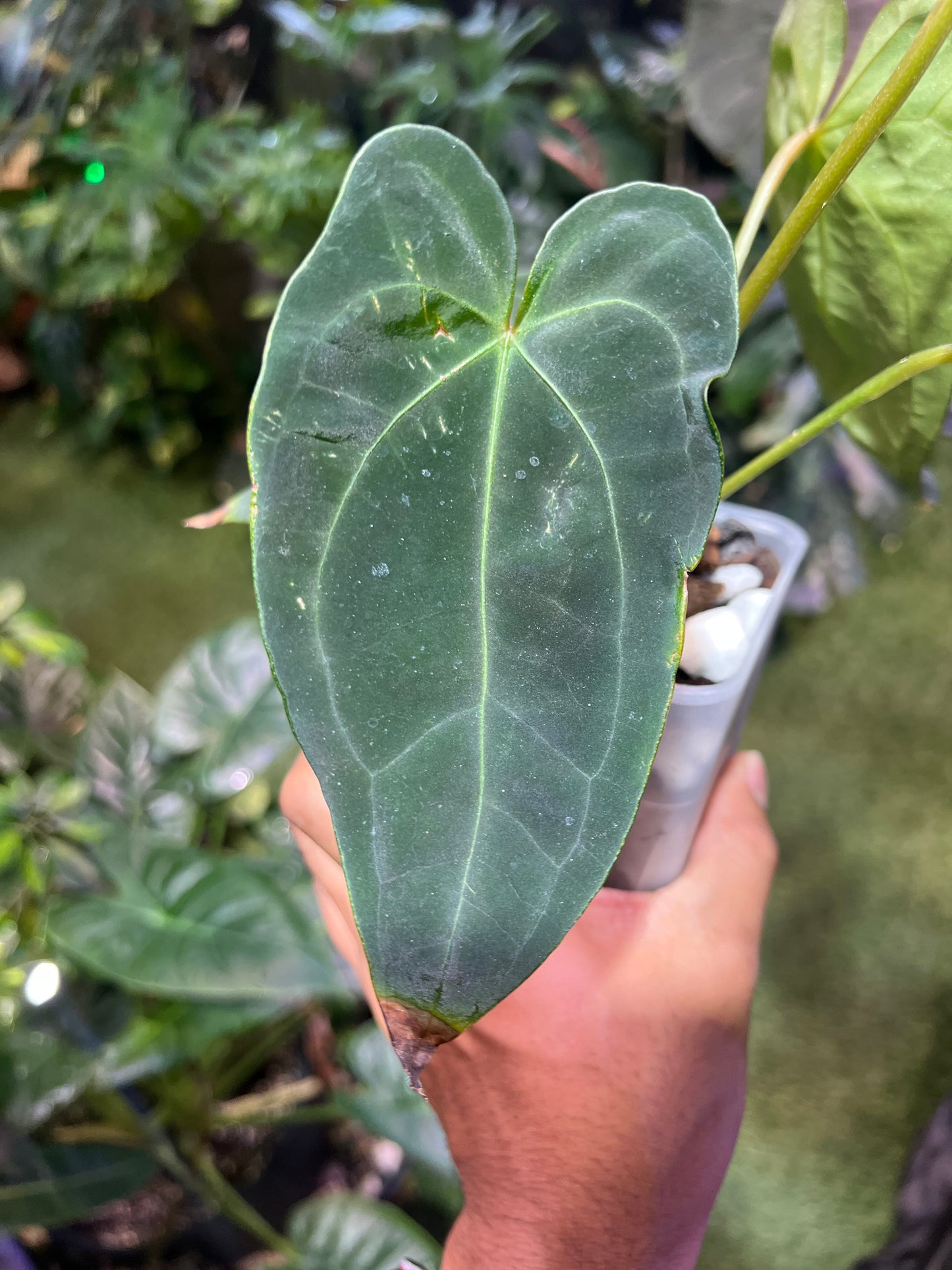 Anthurium Hoffmannii x Open