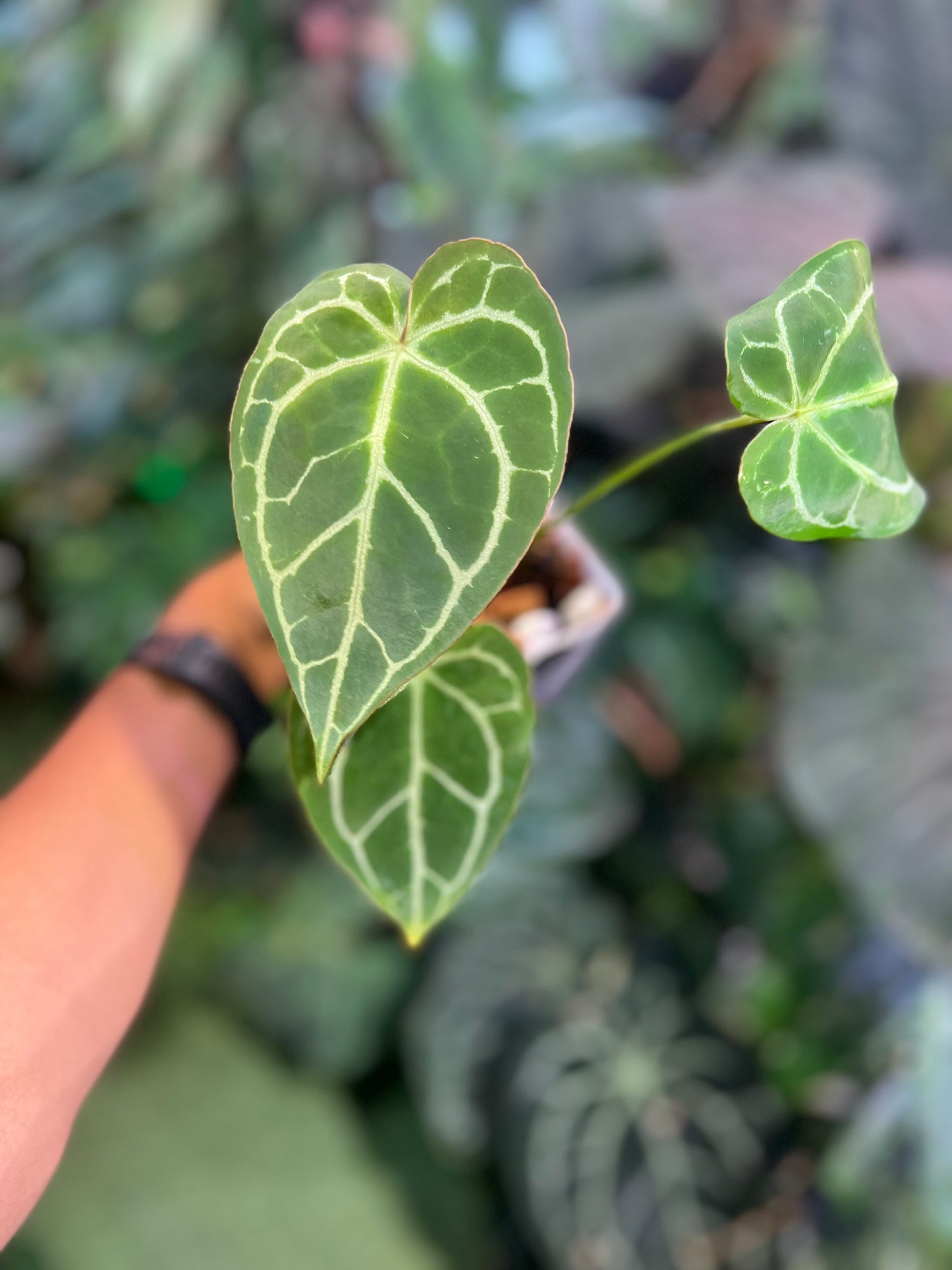 Anthurium Crystallinum