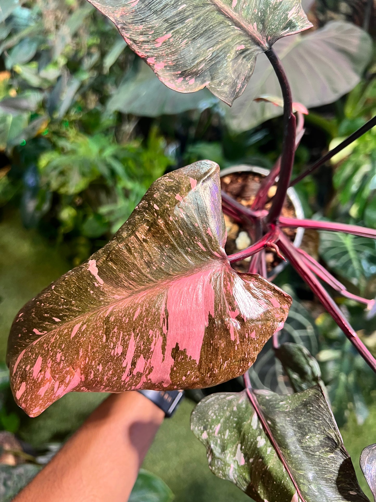 Philodendron Pink Princess Galaxy