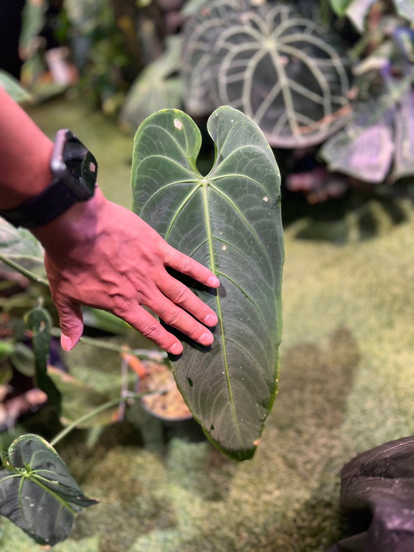 Anthurium Warocqueanum Esmeralda