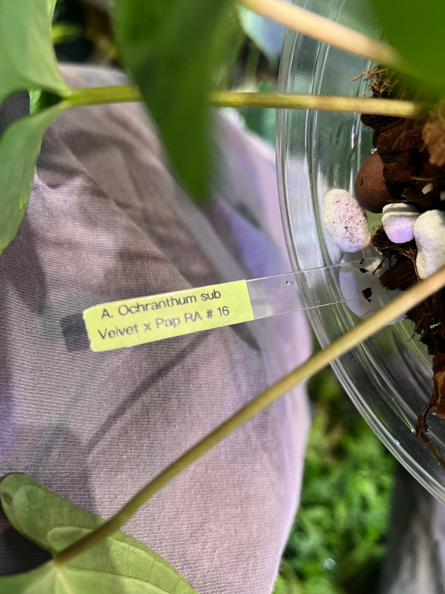 Anthurium Ochranthum Sub Velvet x Pap RA #16