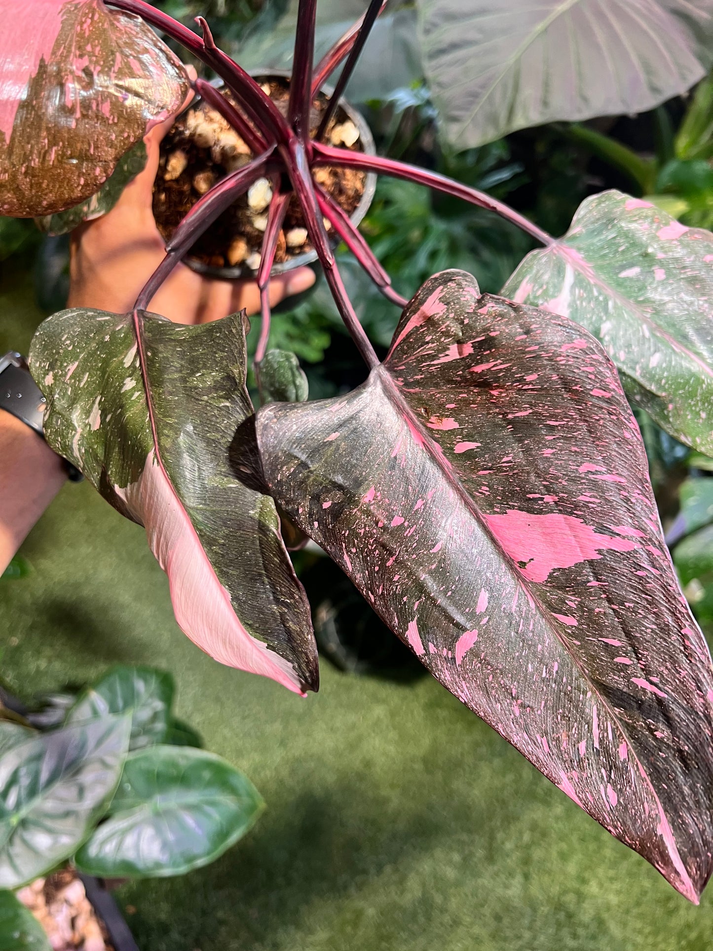 Philodendron Pink Princess Galaxy