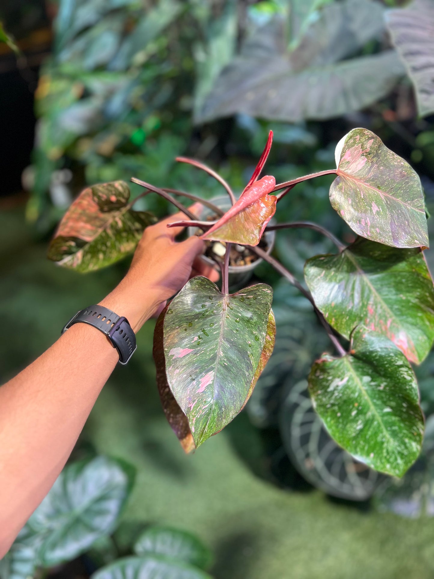 Philodendron Galaxy Tri-Color