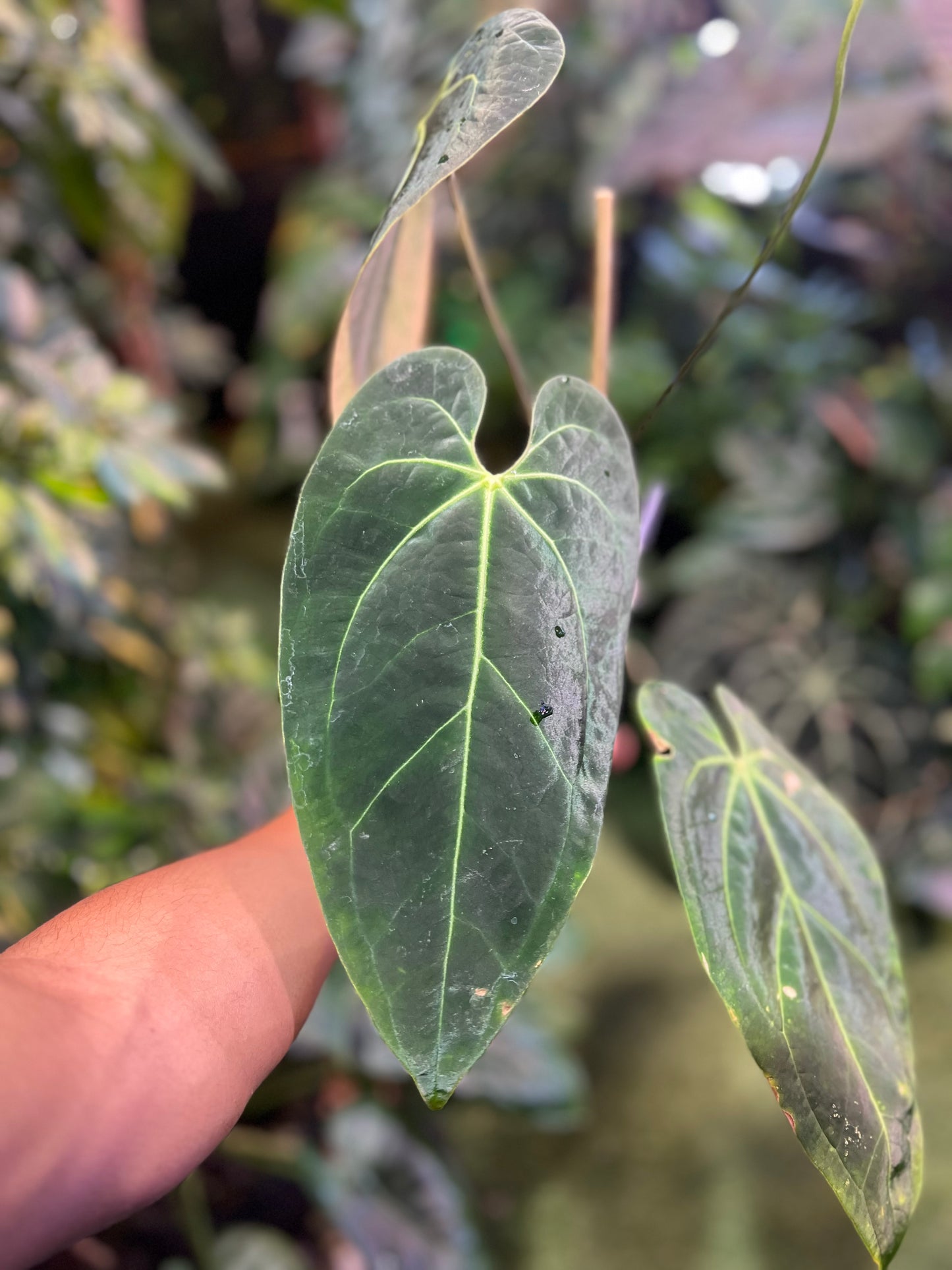 Anthurium NOID “Wings” x Besseae AFF