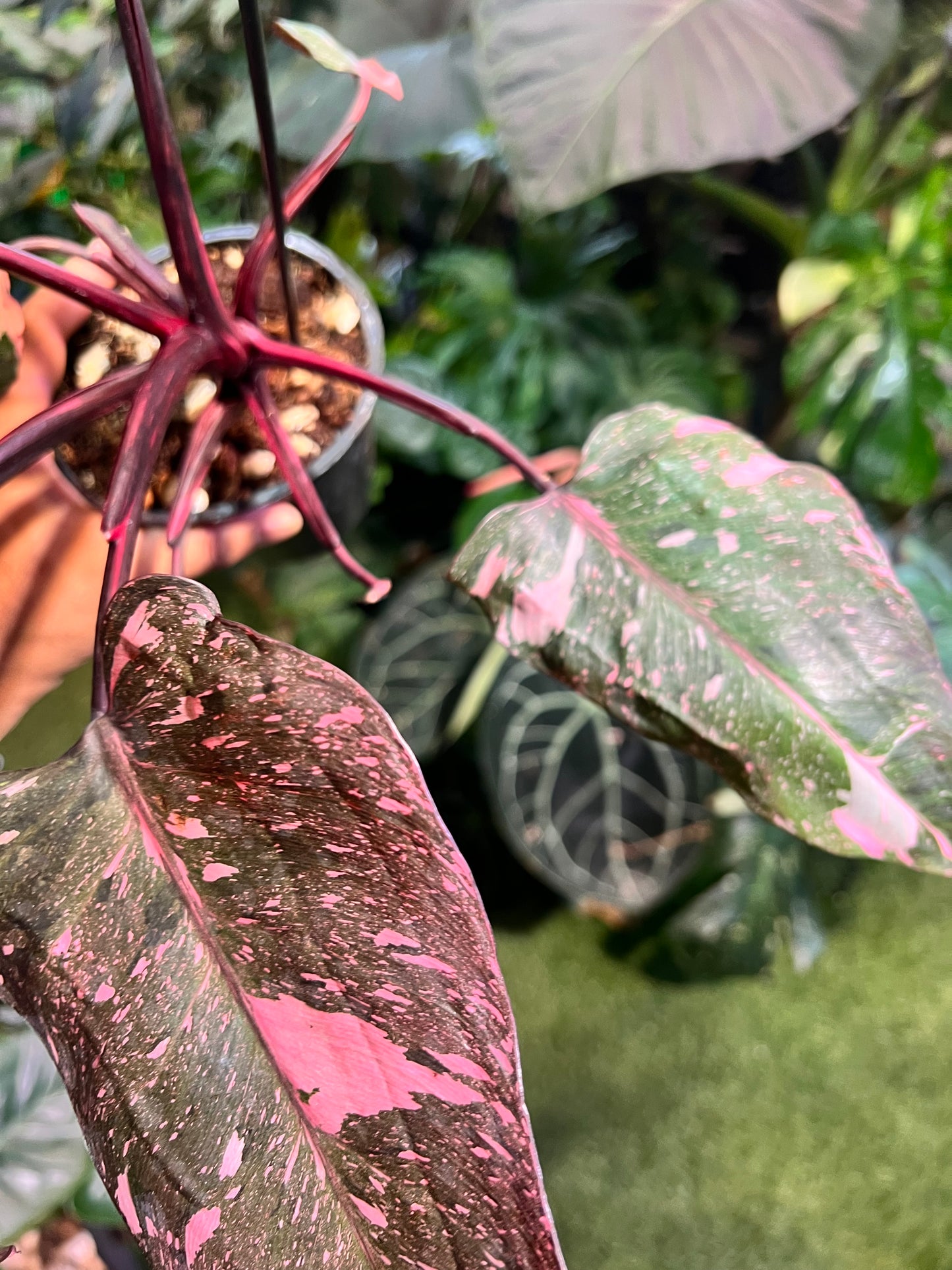 Philodendron Pink Princess Galaxy