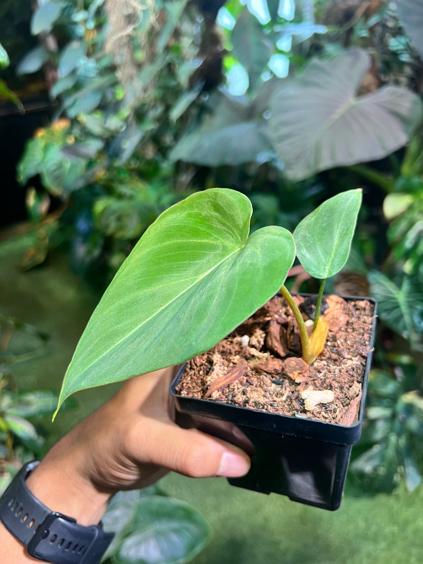 Philodendron Gloriosum Zebra