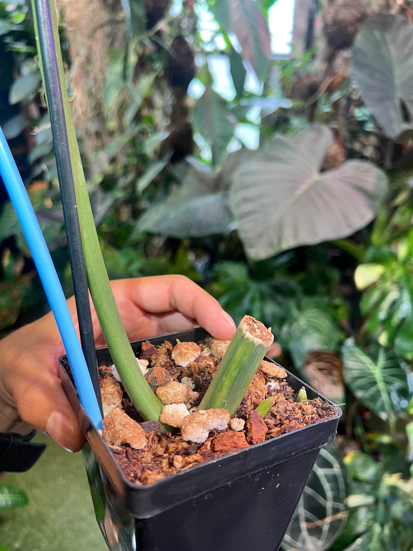 Philodendron Paraiso Verde