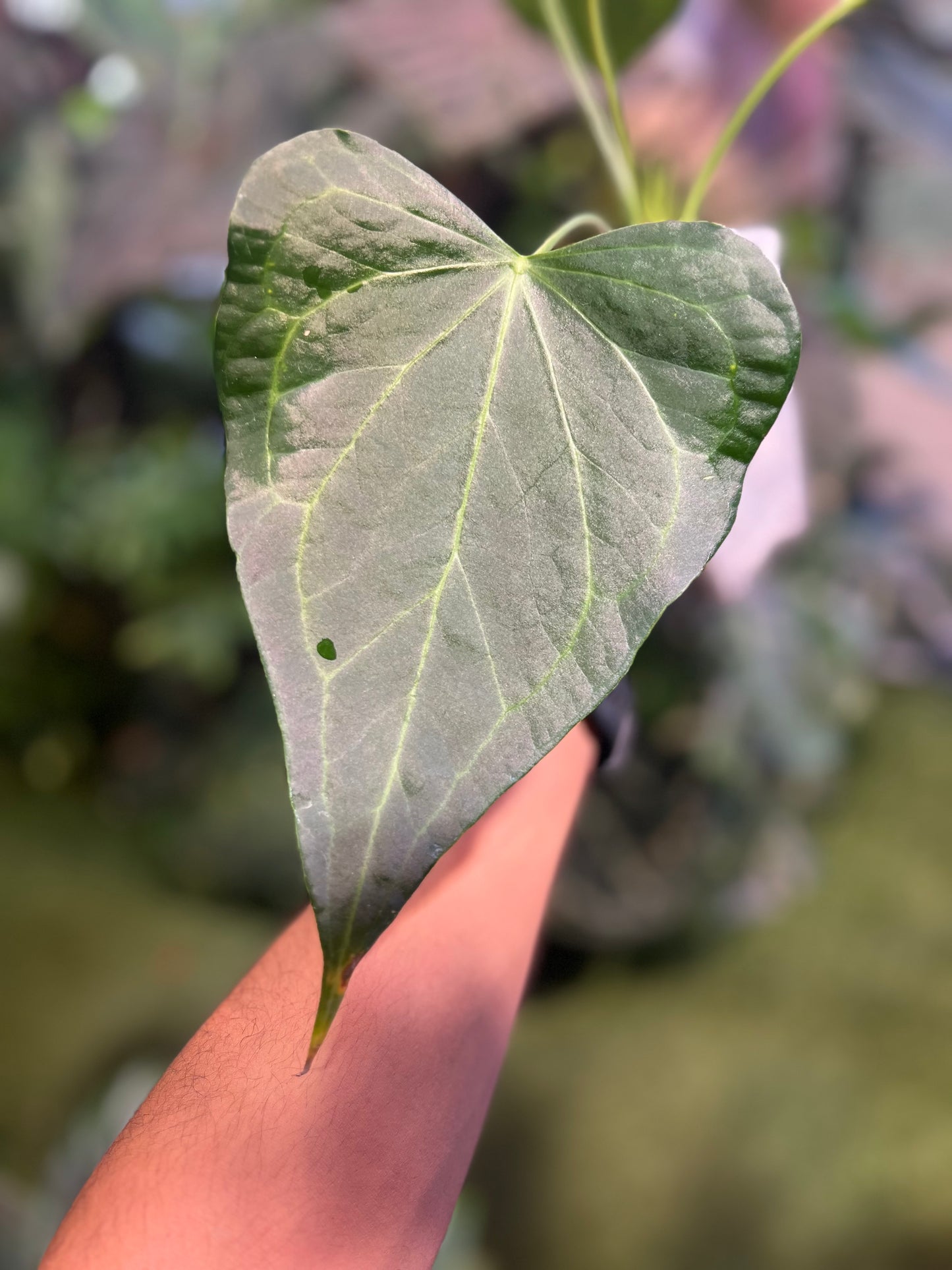 Anthurium Delta Force
