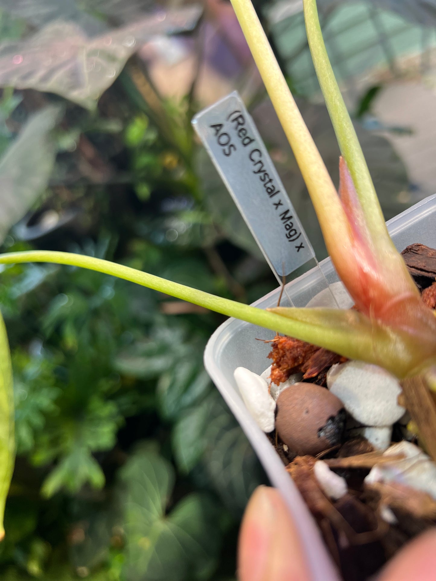 Anthurium Red Crystallinum x Magnificum x AOS