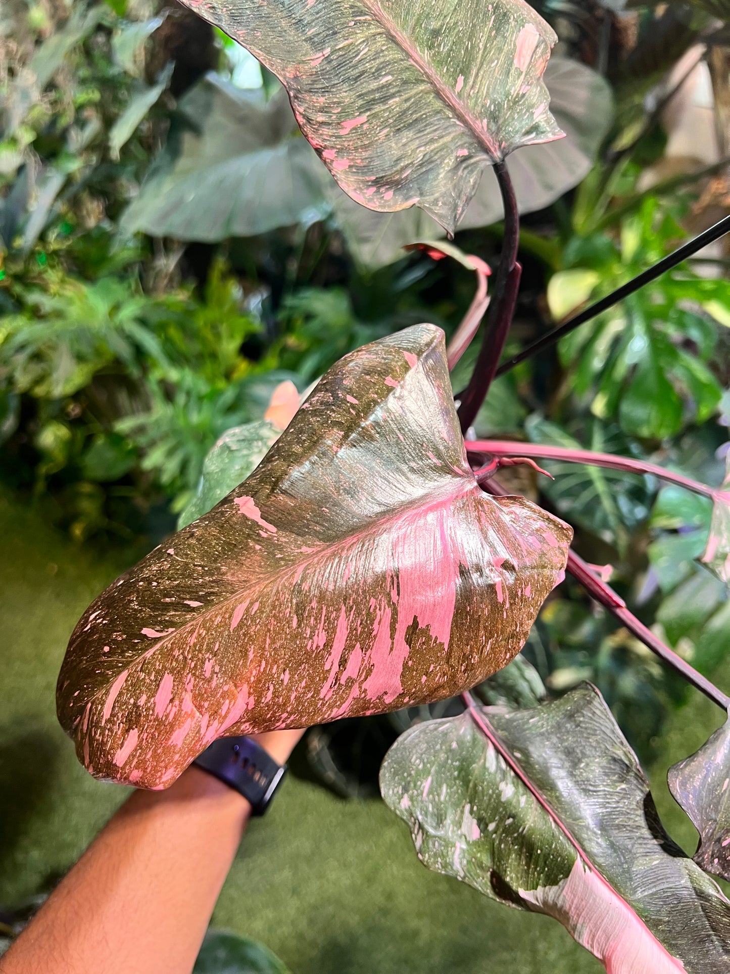 Philodendron Pink Princess Galaxy