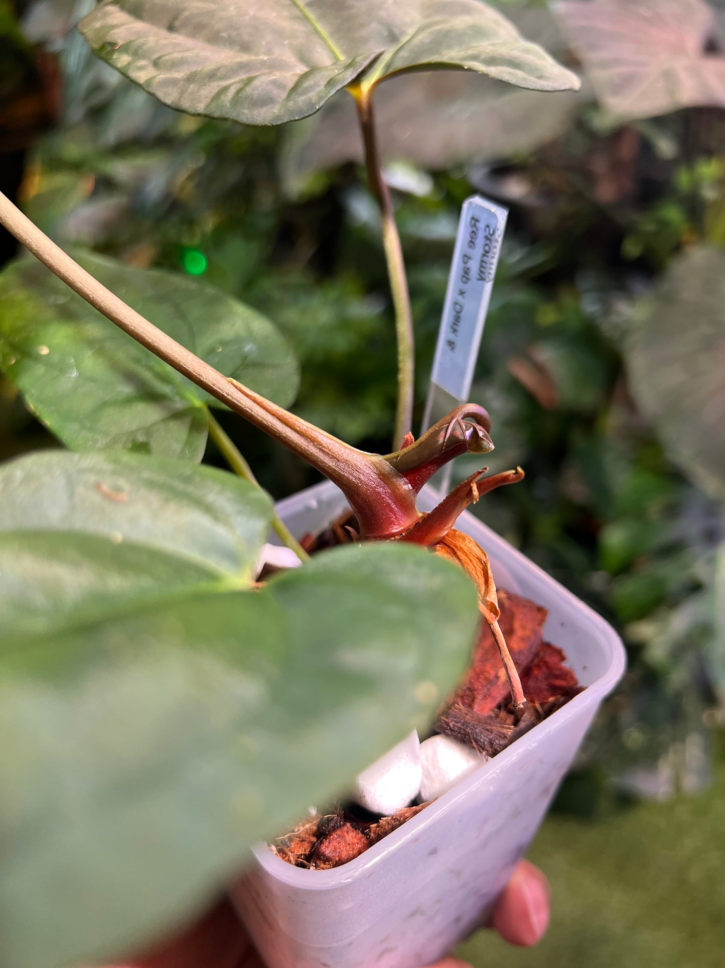 Anthurium Ree Pap x Dark & Stormy