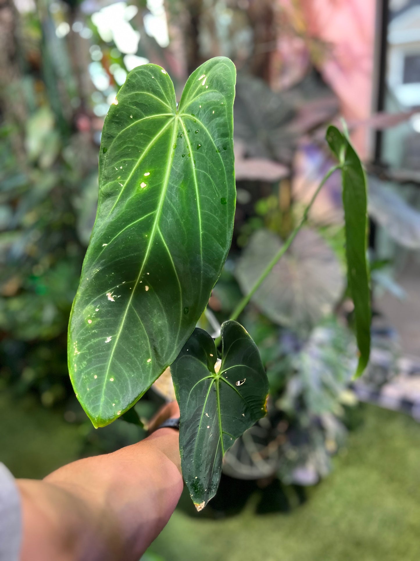 Anthurium Warocqueanum Esmeralda