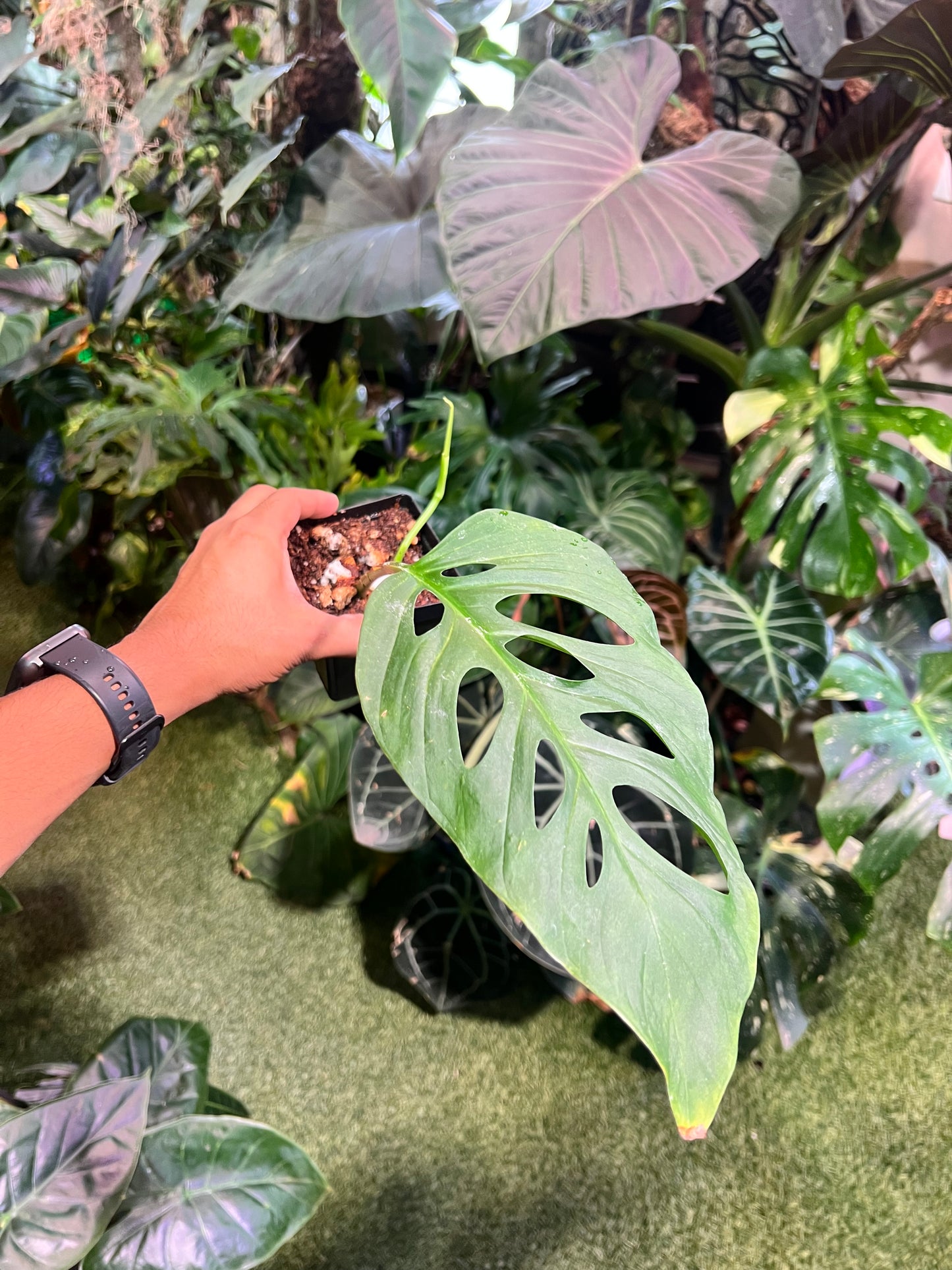 Monstera Adansonii Blanchetii
