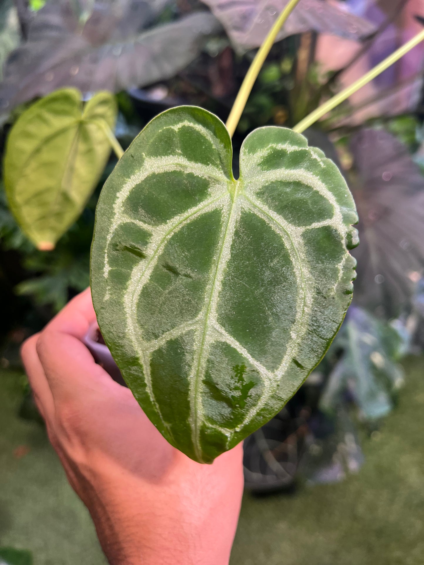Anthurium Red Crystallinum x Magnificum x AOS