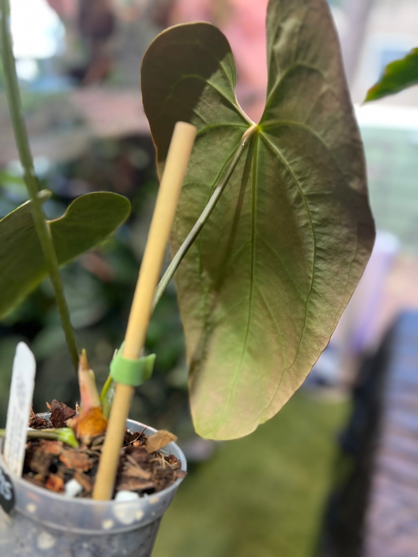 Anthurium NOID “Wings” x Besseae AFF