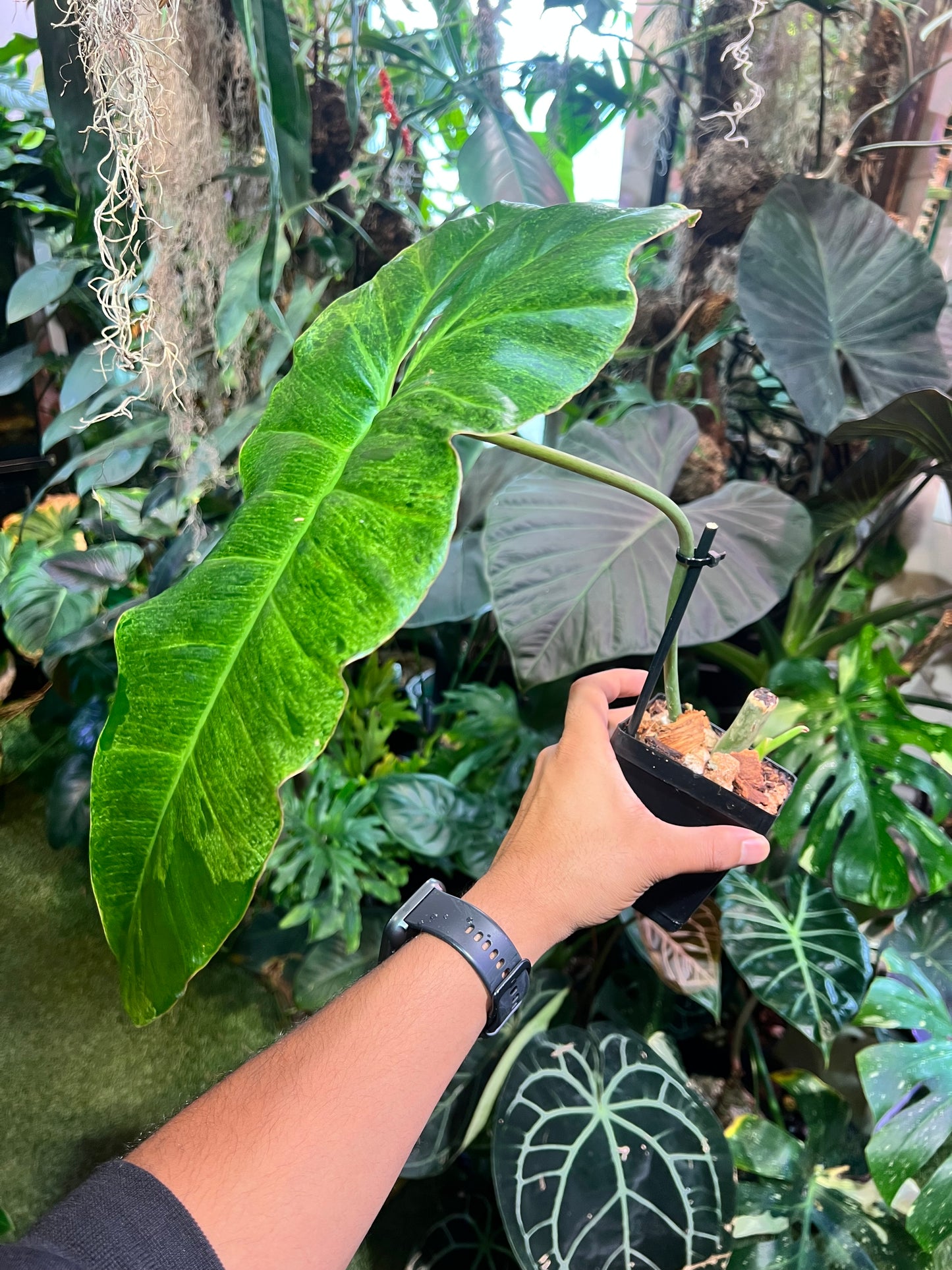 Philodendron Paraiso Verde
