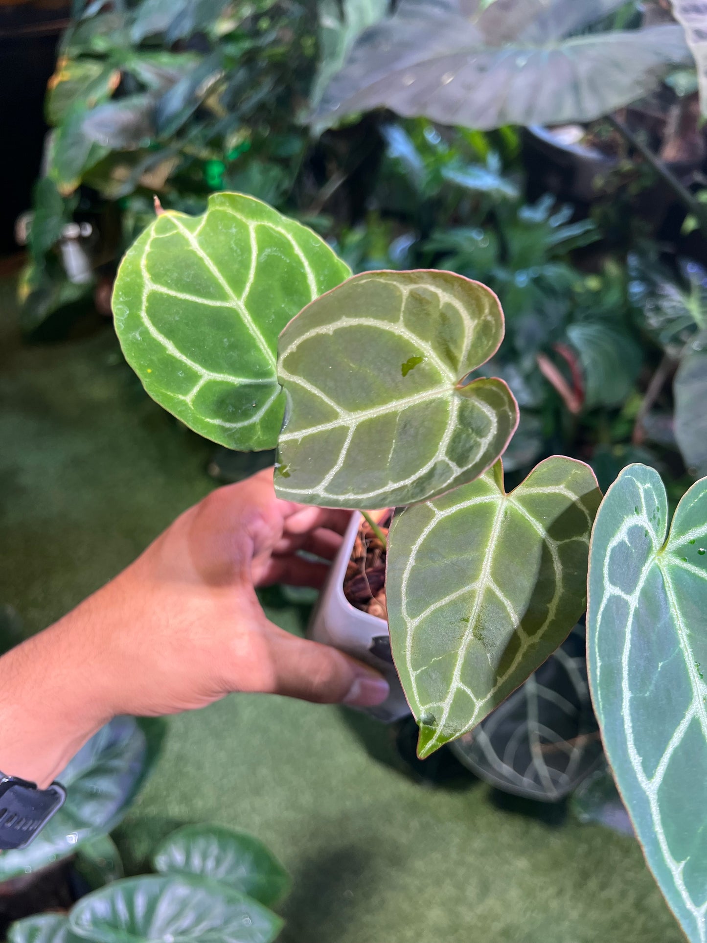 Anthurium Crystallinum