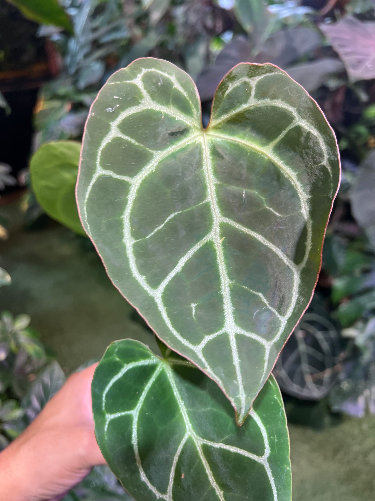 Anthurium Crystallinum