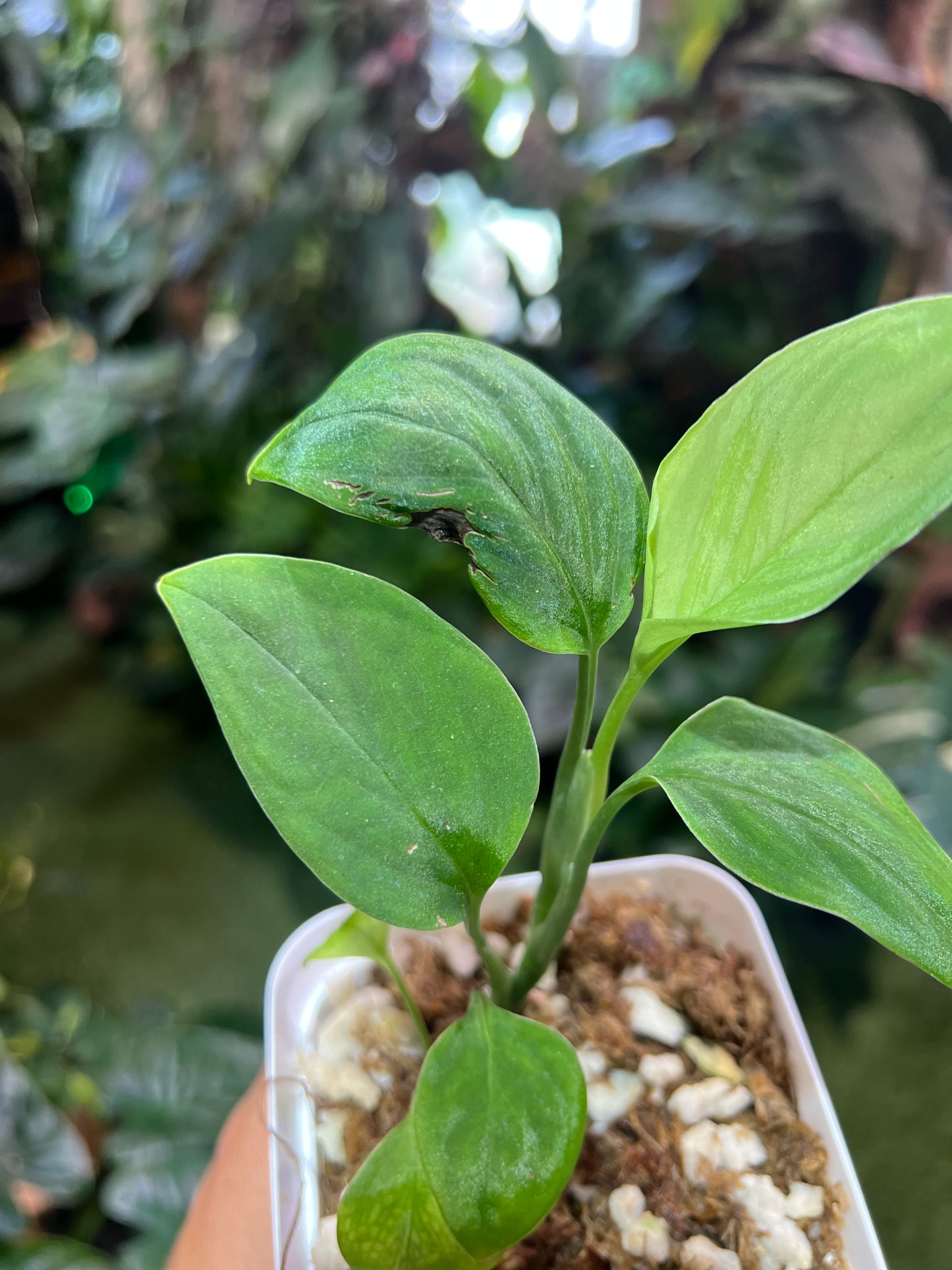 Monstera Peru Velvet