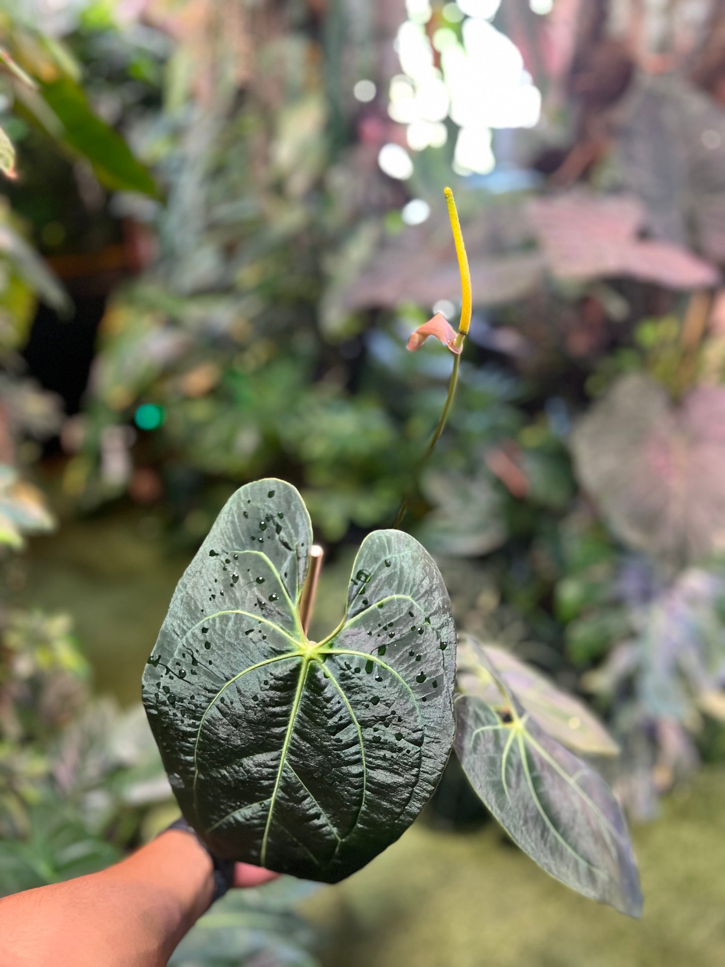 Anthurium NOID “Wings” x Besseae AFF