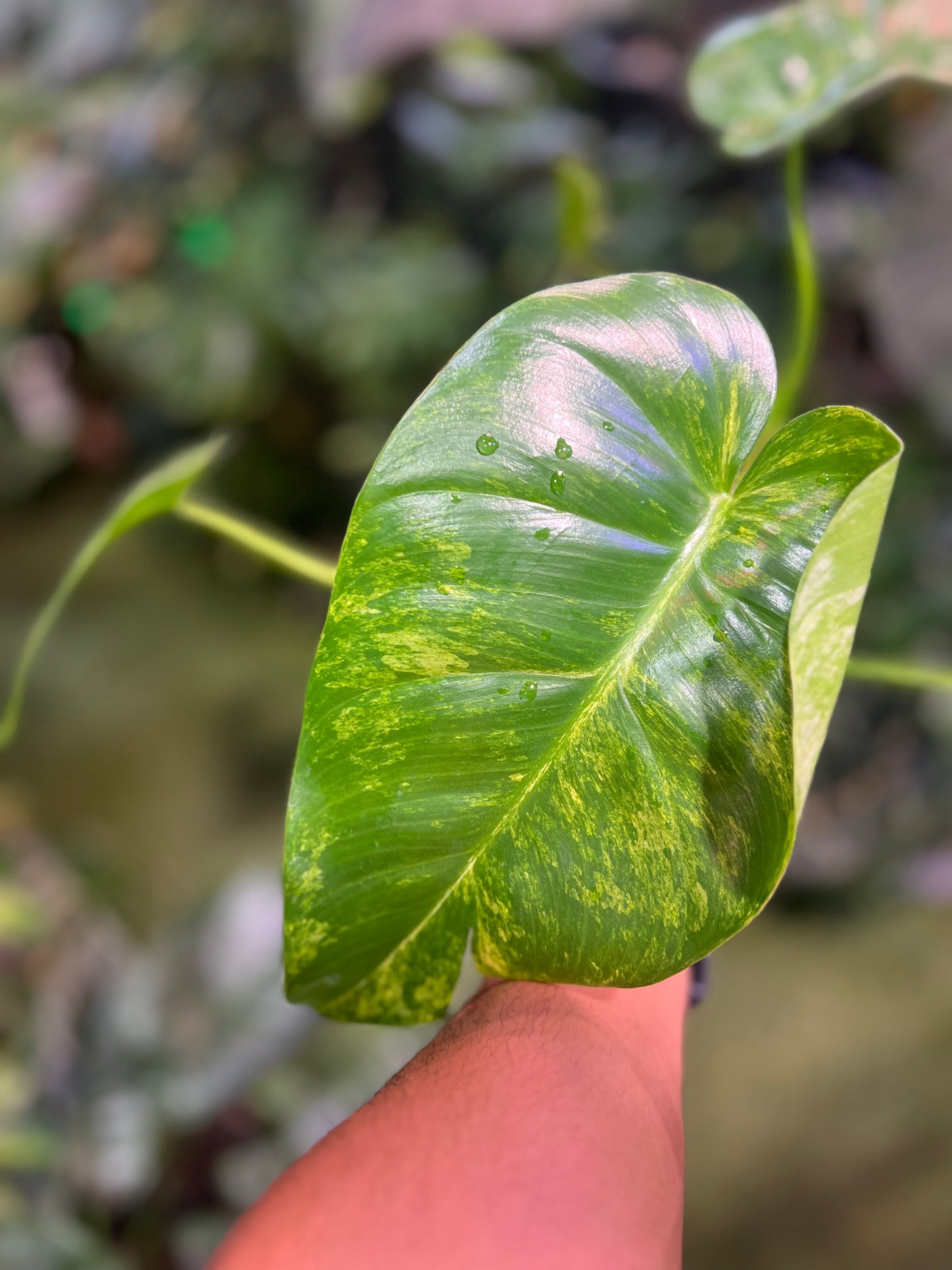 Philodendron Giganteum “Blizzard” (Low Var)