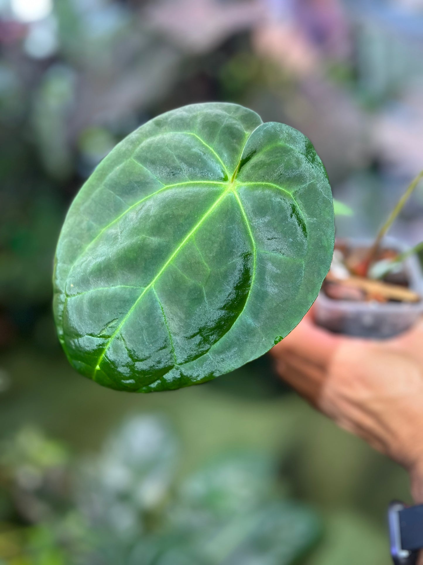 Anthurium Forgetii x Pap