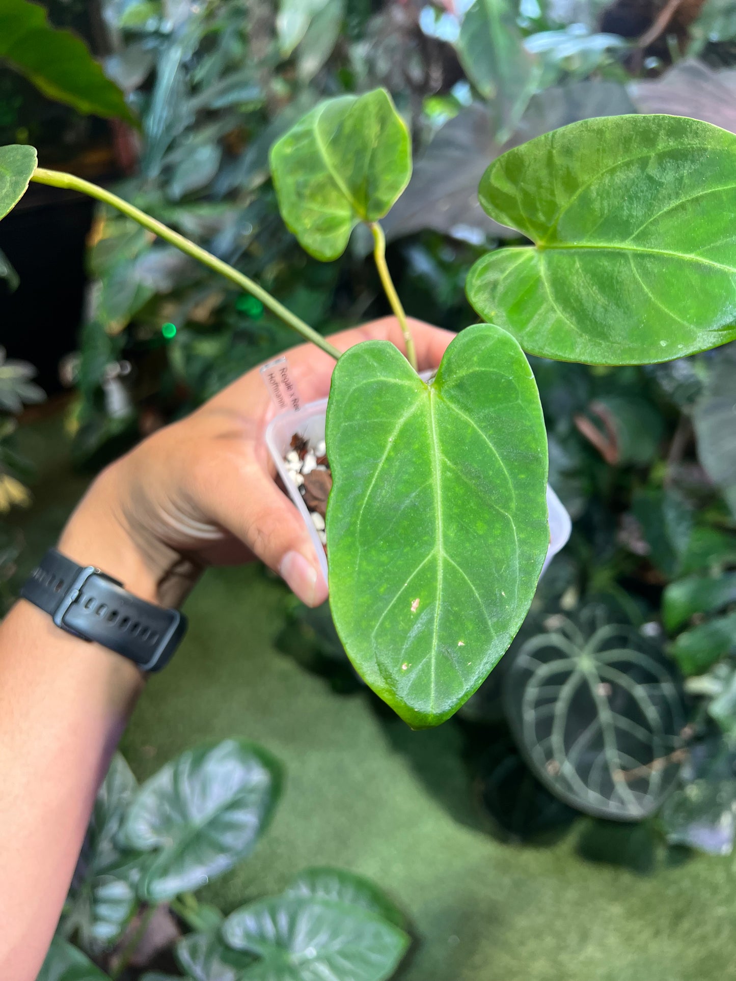 Anthurium Regale x Ree Hoffmannii