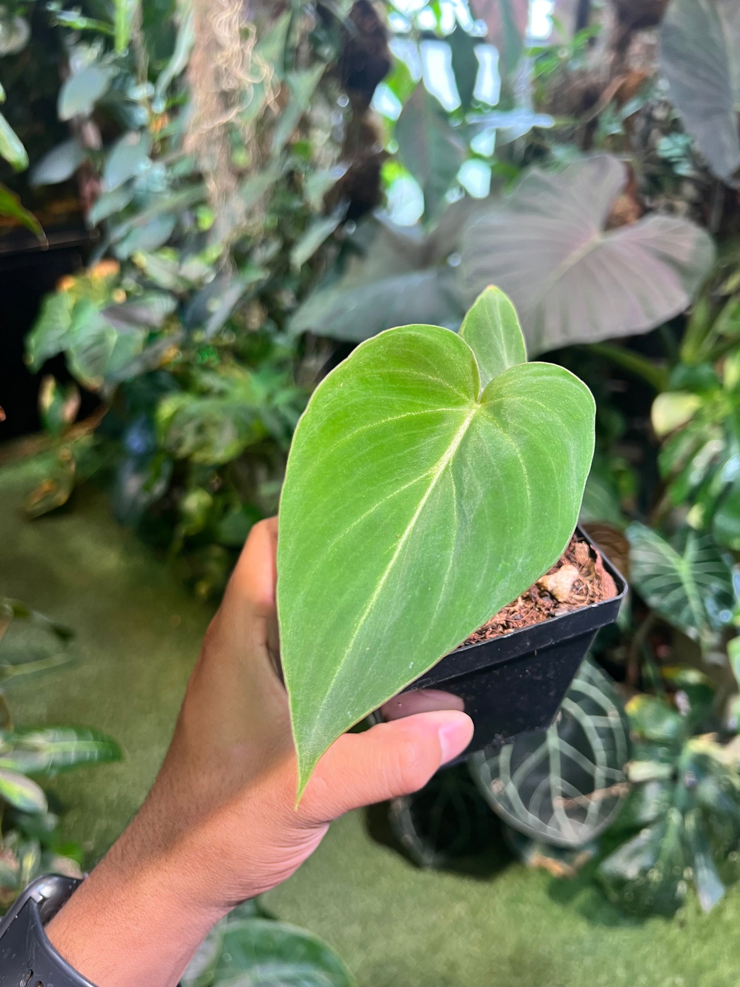 Philodendron Gloriosum Zebra