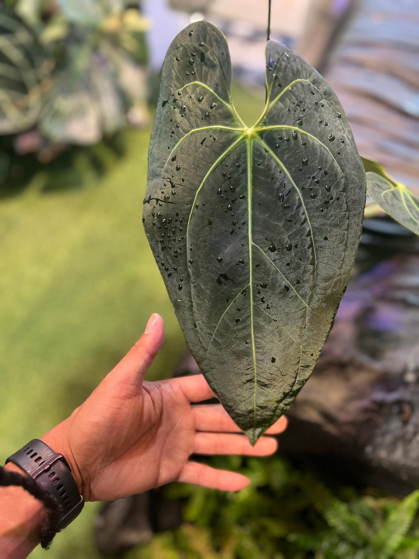 Anthurium NOID “Wings” x Besseae AFF
