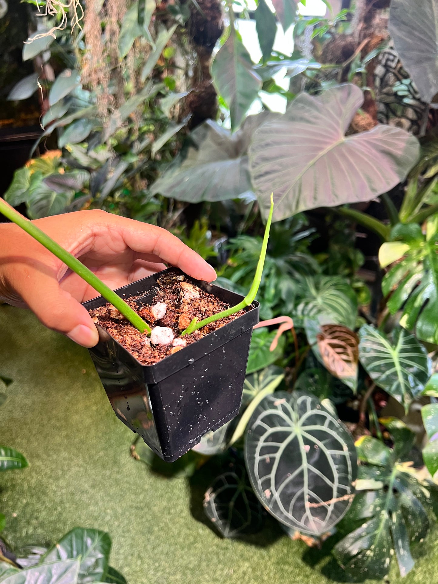 Monstera Adansonii Blanchetii