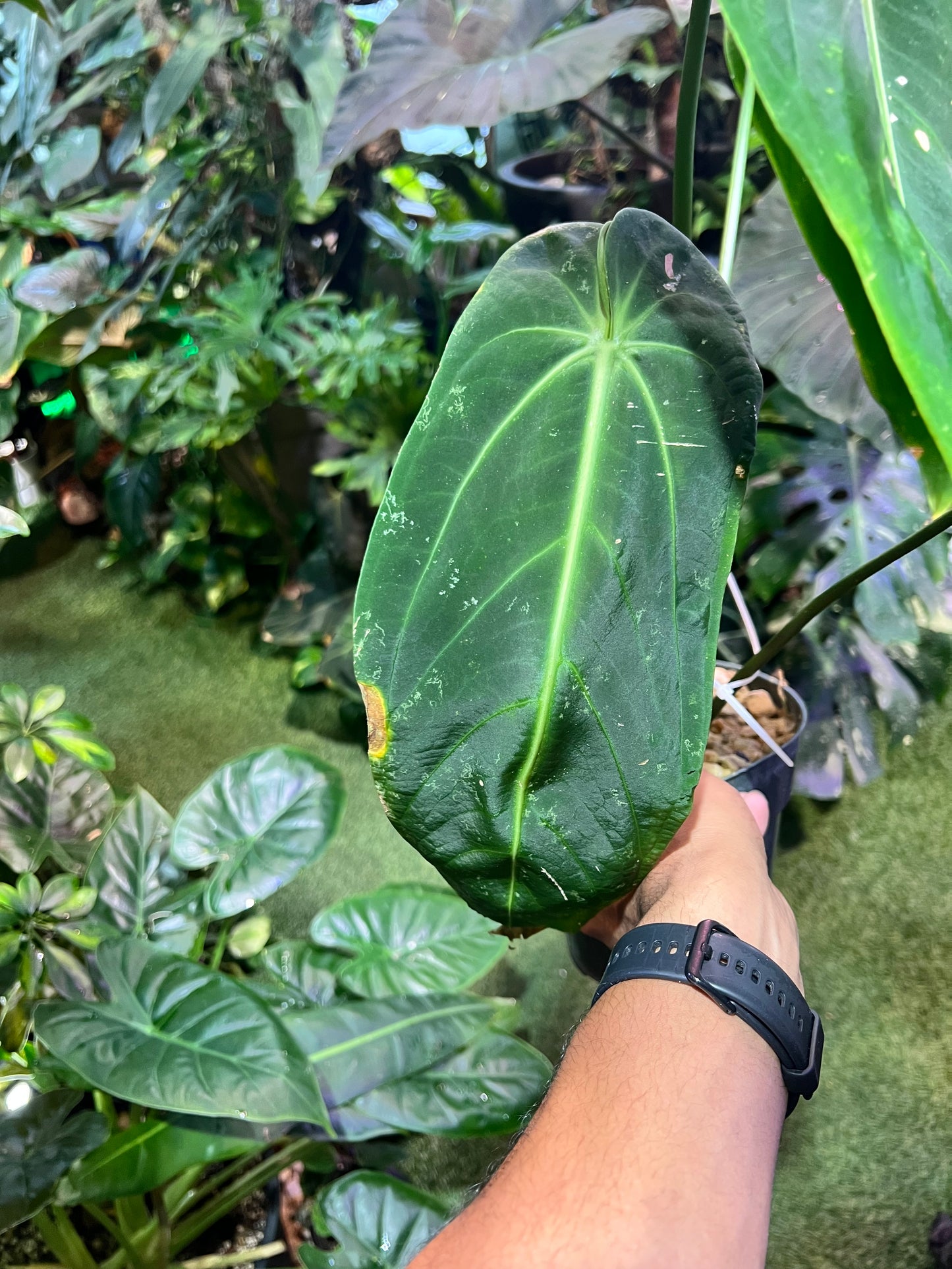Anthurium Warocqueanum Esmeralda