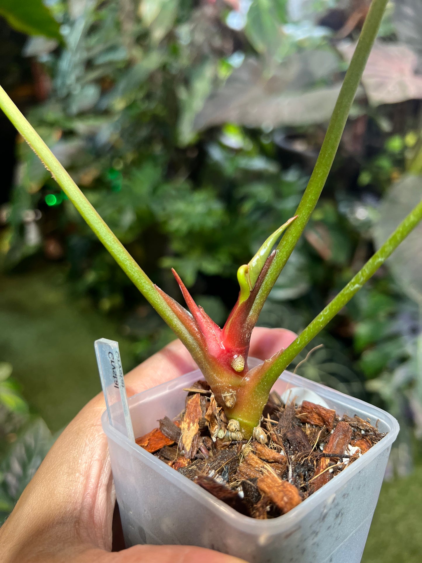 Anthurium Crystallinum