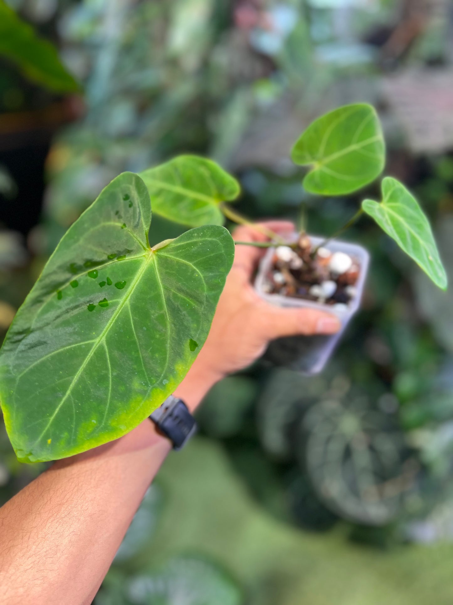 Anthurium Regale x Ree Hoffmannii