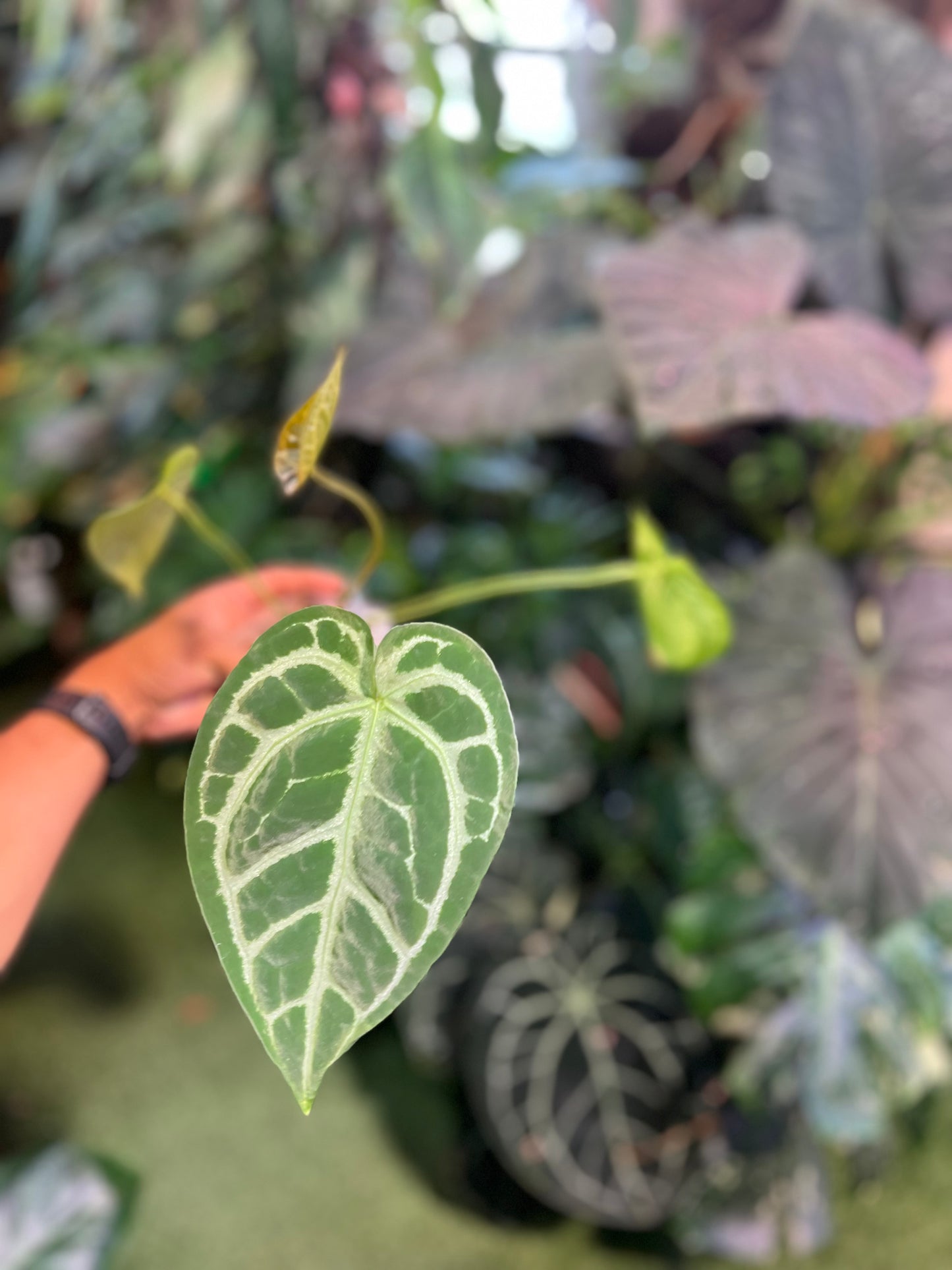 Anthurium Red Crystallinum x Magnificum x AOS