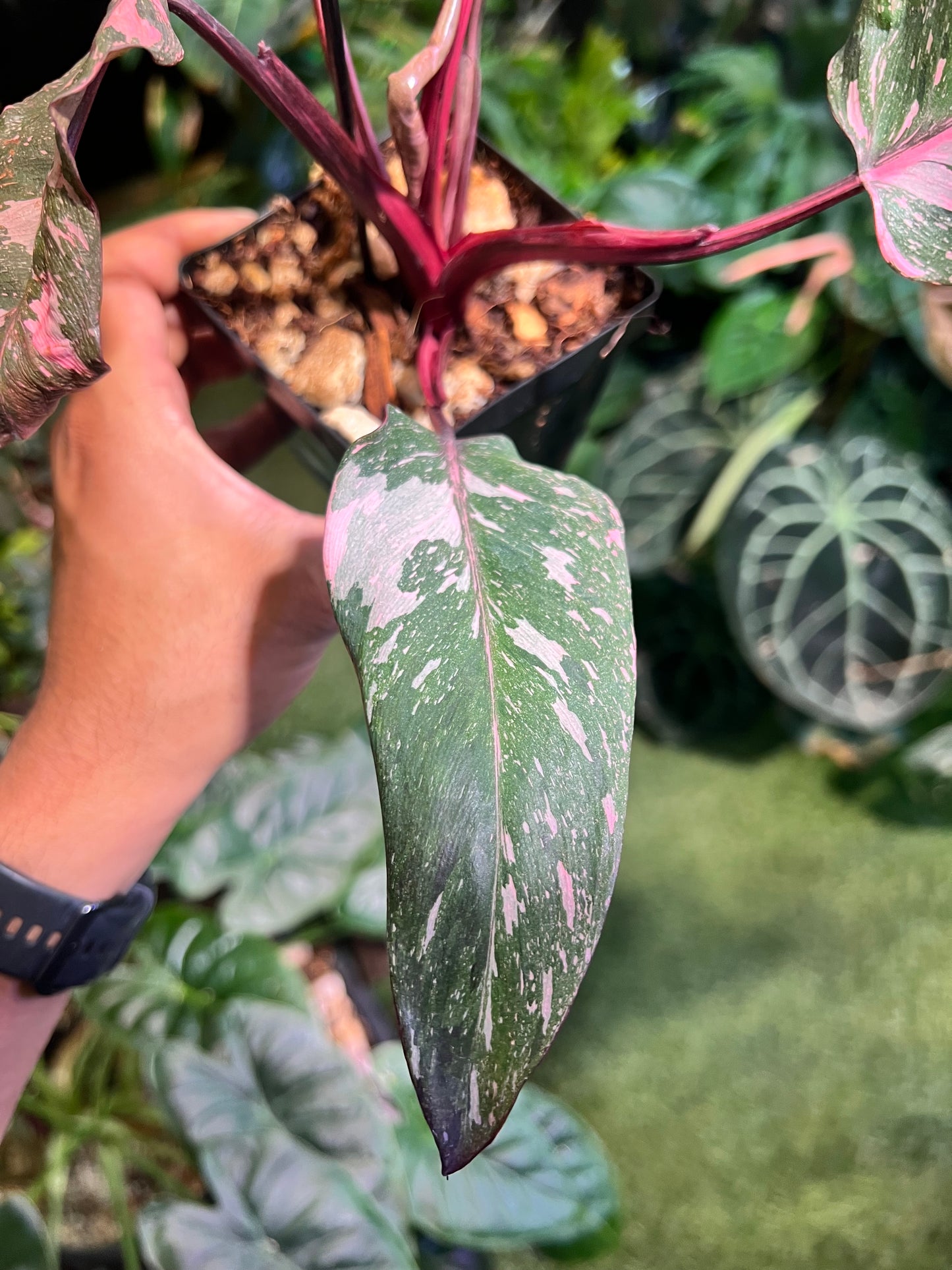 Philodendron Pink Princess Galaxy