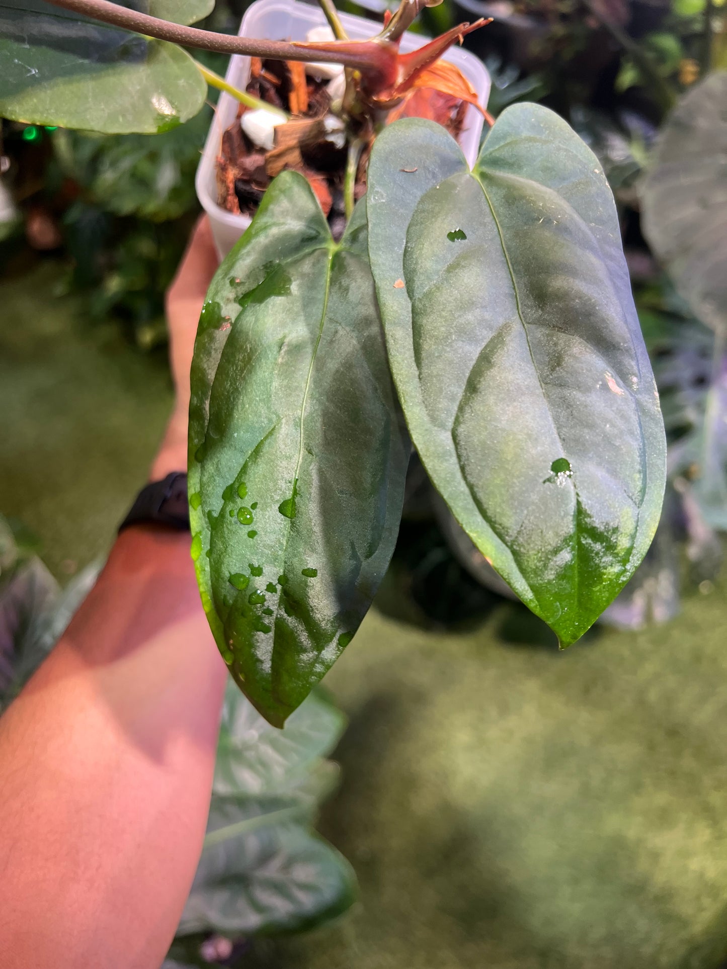 Anthurium Ree Pap x Dark & Stormy