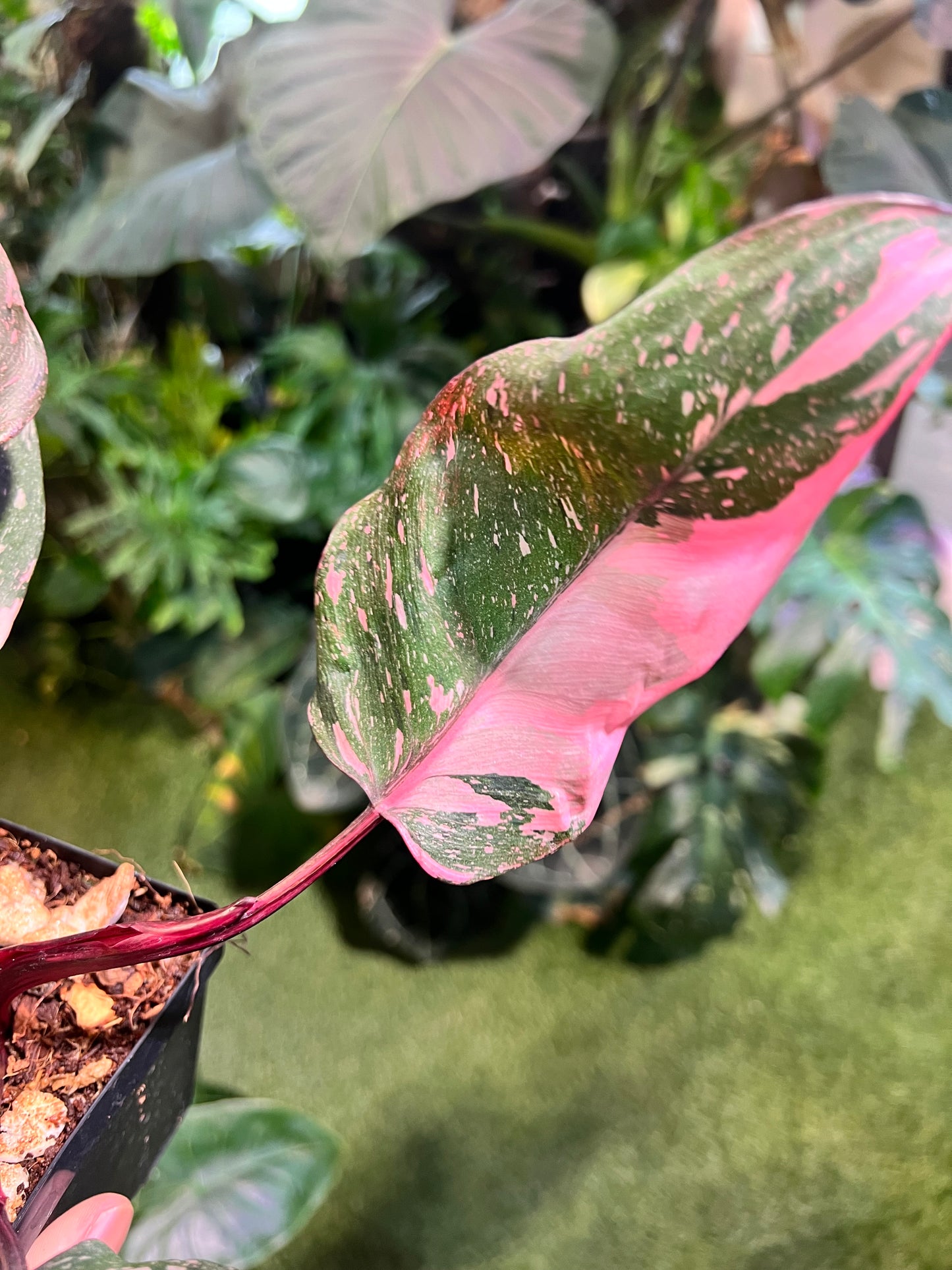 Philodendron Pink Princess Galaxy