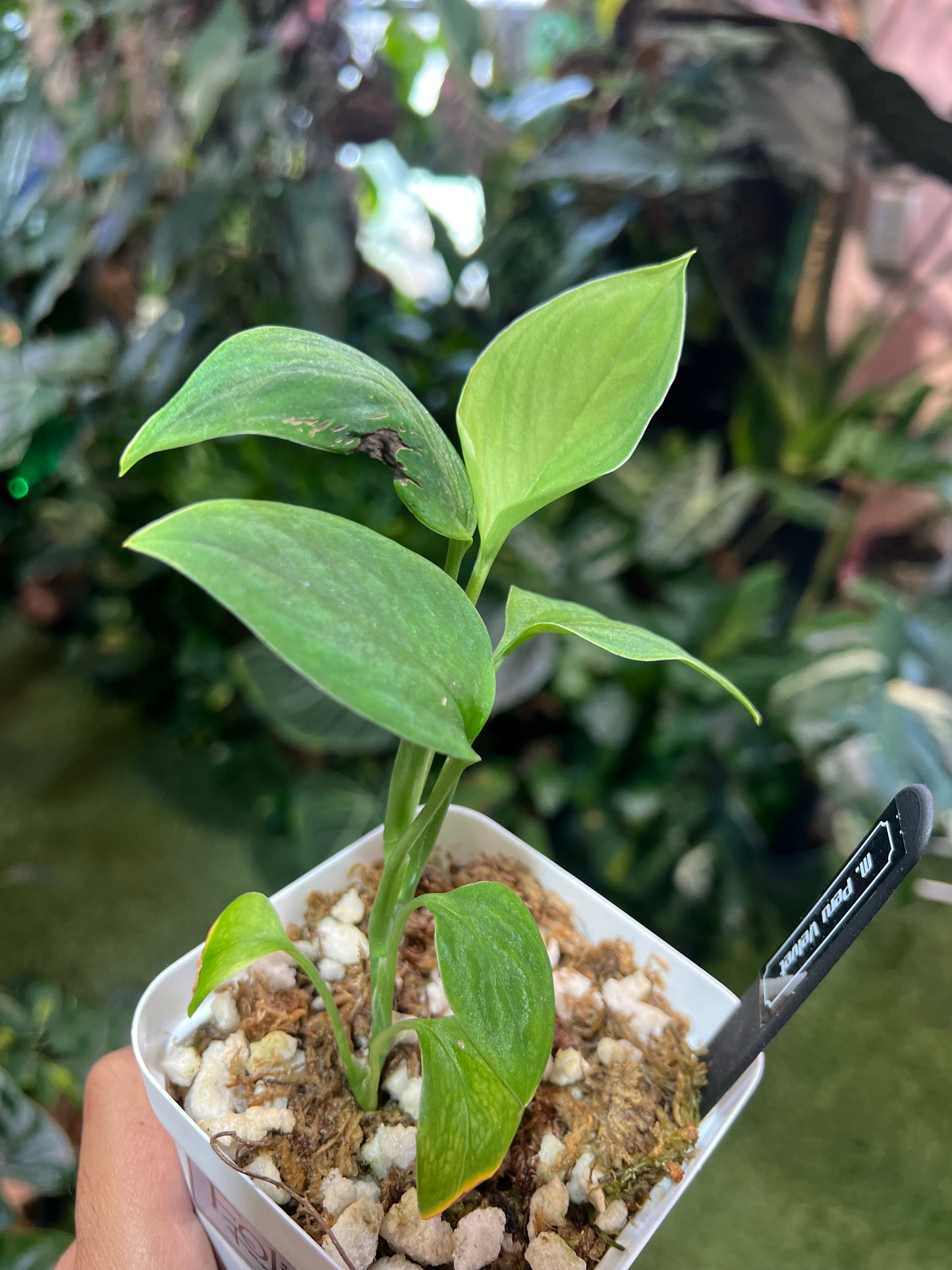Monstera Peru Velvet