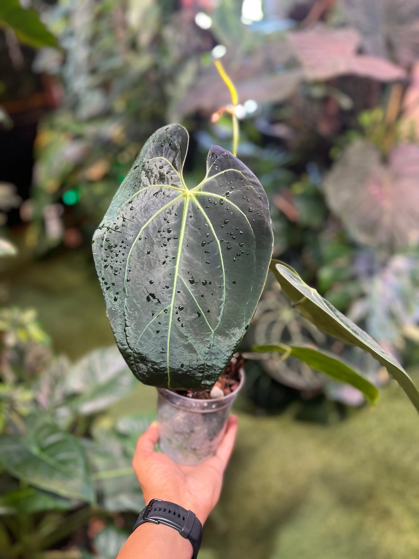 Anthurium NOID “Wings” x Besseae AFF