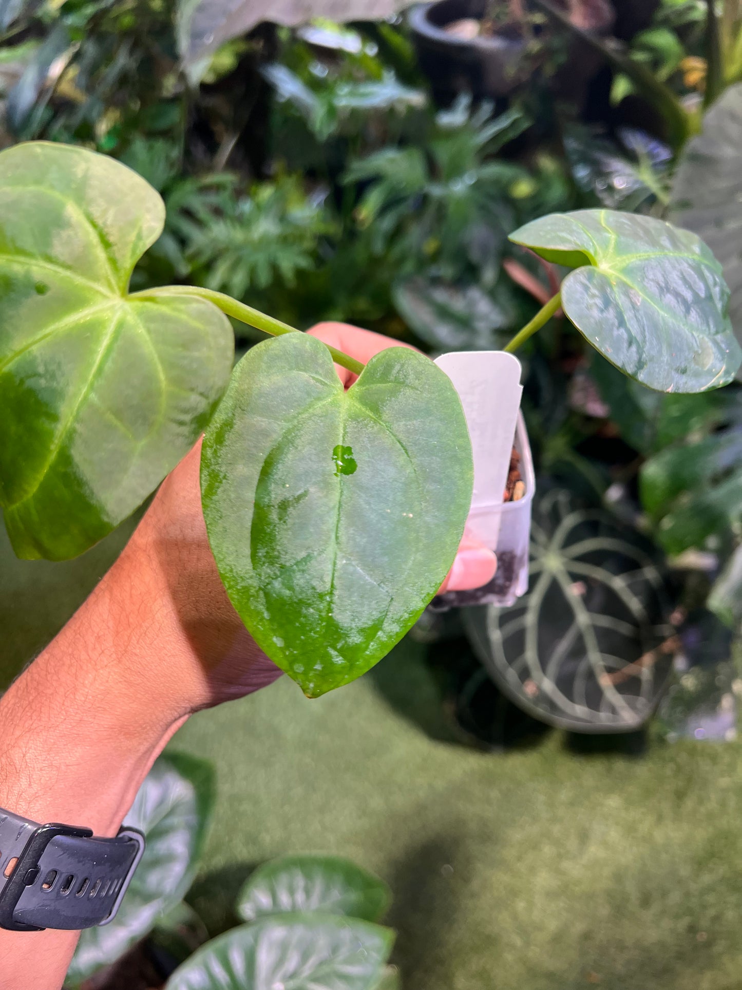Anthurium Forgetii x Pap