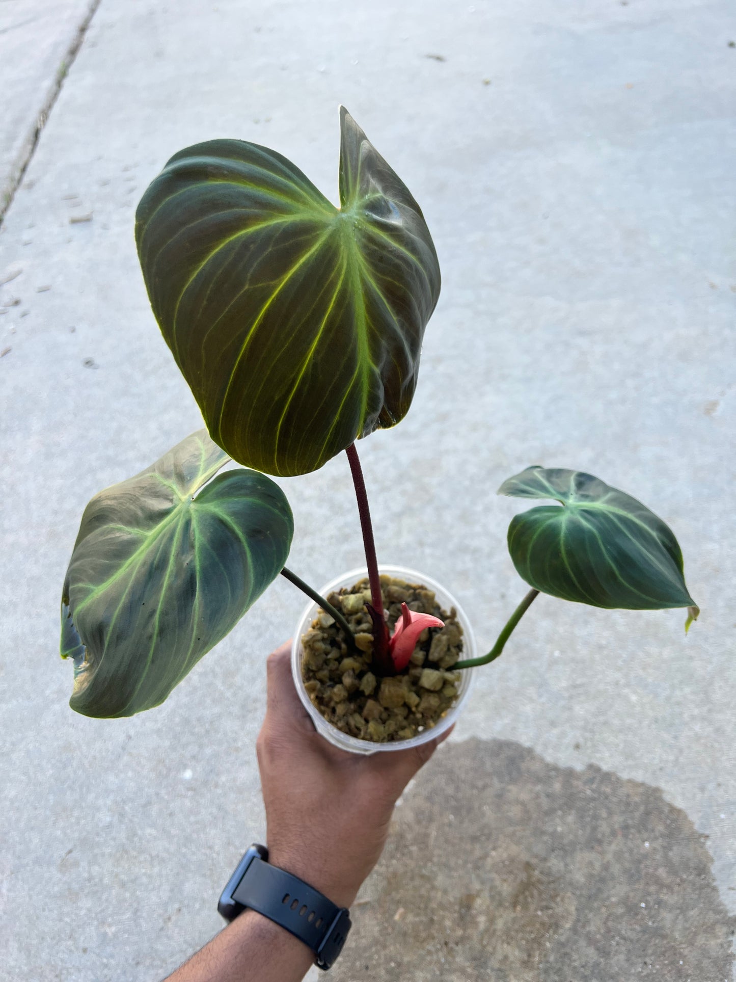 Philodendron El-Choco Red