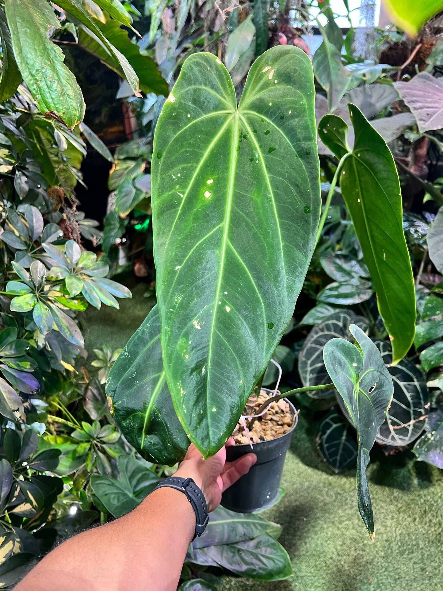 Anthurium Warocqueanum Esmeralda