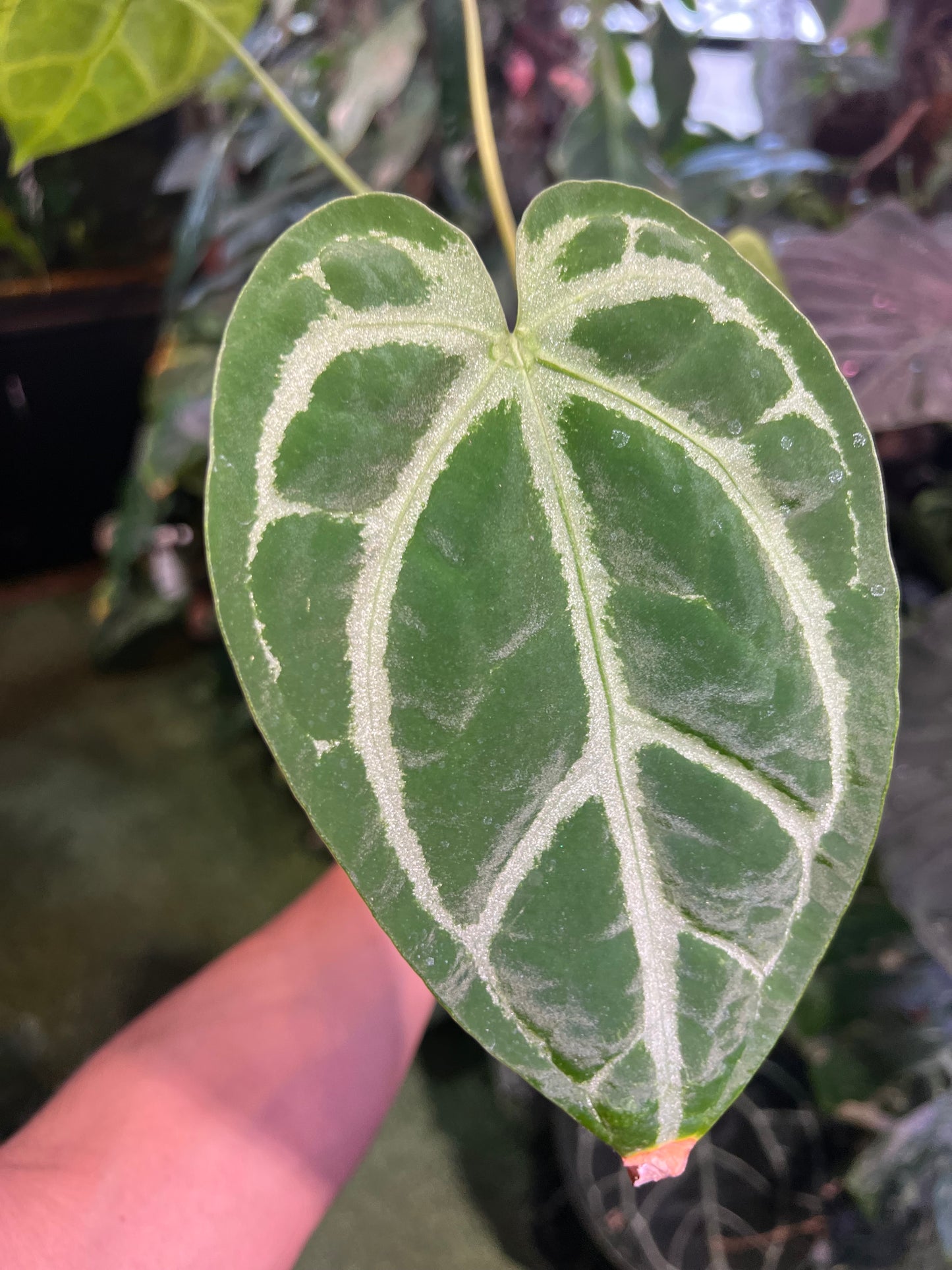 Anthurium Red Crystallinum x Magnificum x AOS