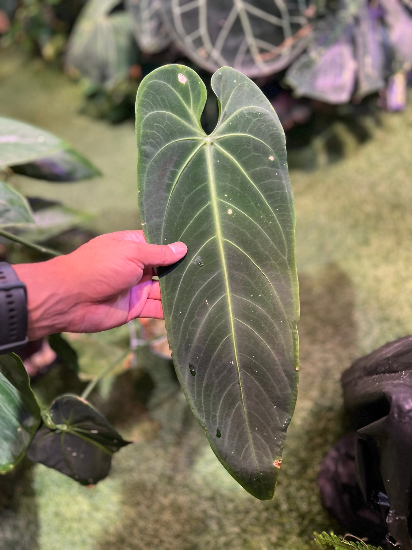 Anthurium Warocqueanum Esmeralda